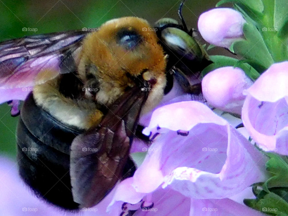 Close-up of bee with flower