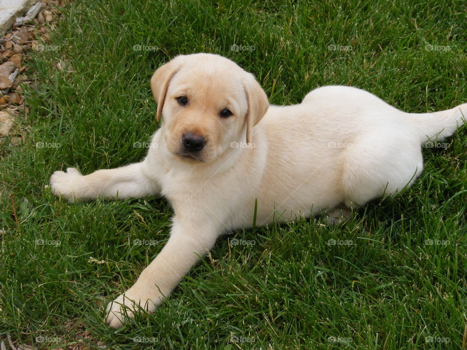 A cute puppy lying down in the grass