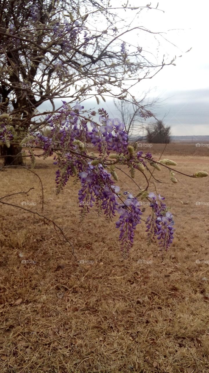 Purple flowers