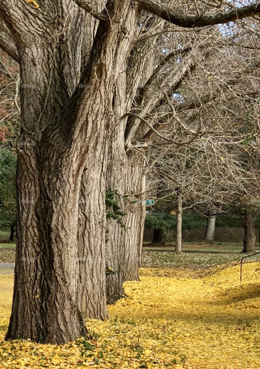 Yellow ginkgo path 