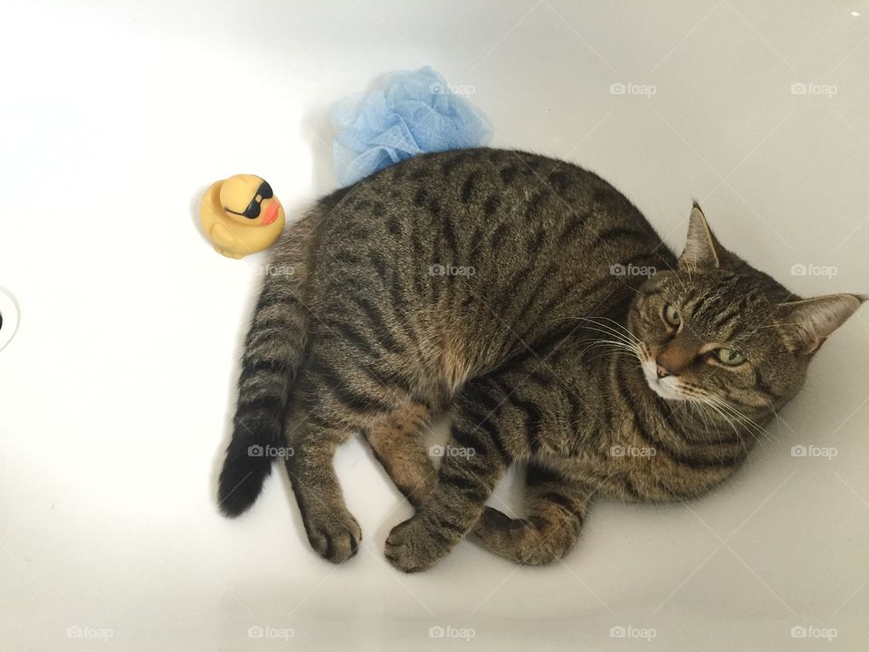 Cat in the bath