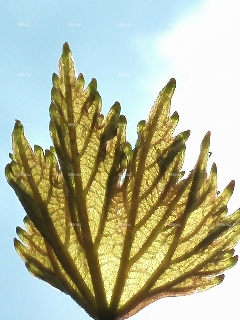Leaf veins