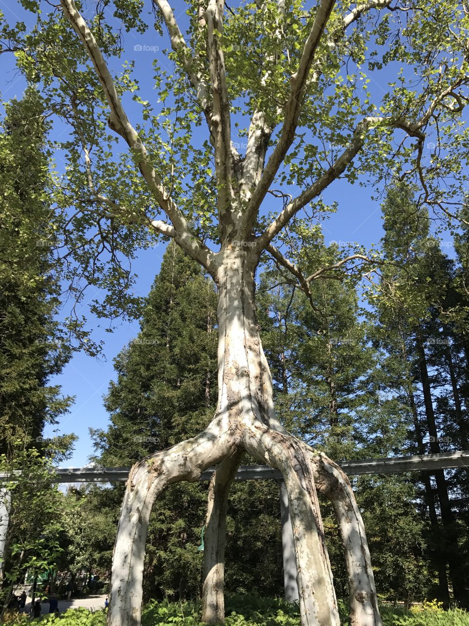 Cool tree 