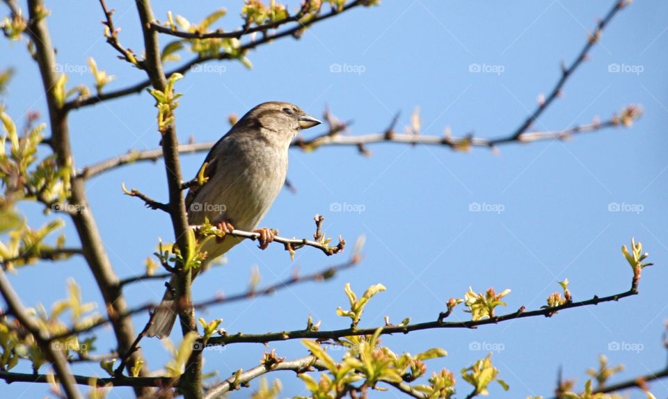 Sparrow in forsythia . Little bird and yellow blossom 