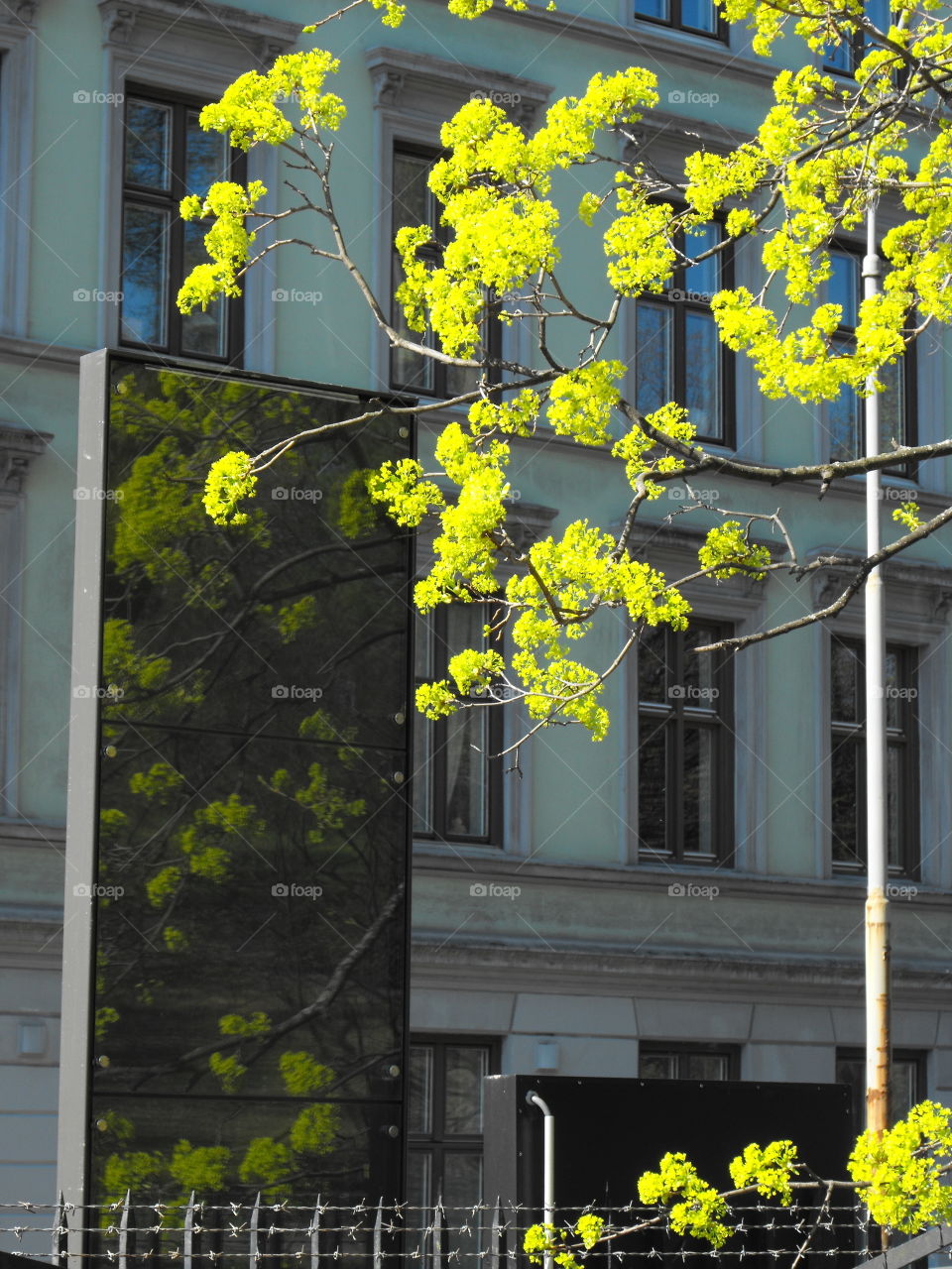 Spring Branches and Reflections in a city