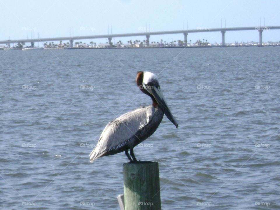 pelican and causeway. pelican with view of causeway