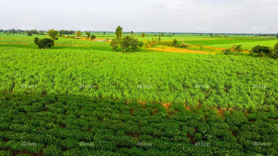 Agriculture, Farm, Field, Landscape, Growth