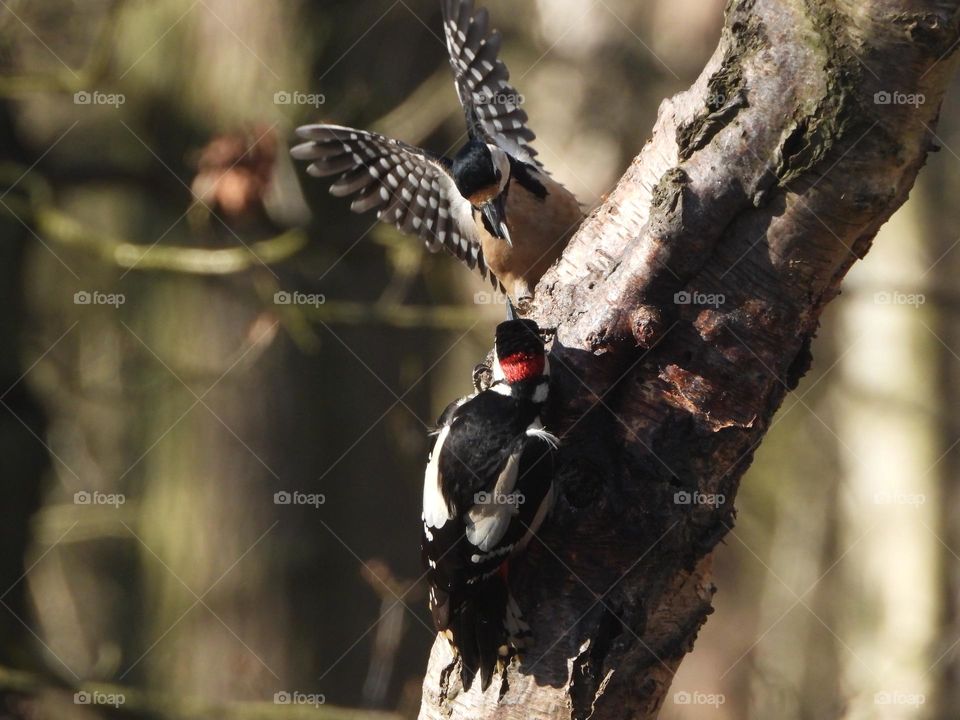 Pair of woodpeckers in a tree