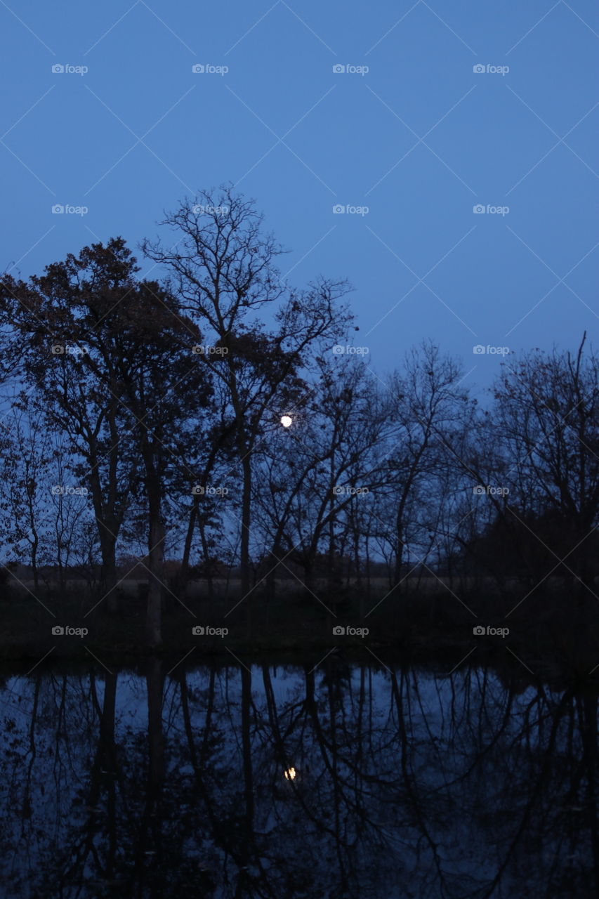 The moon rising over a pond in the forest at night.