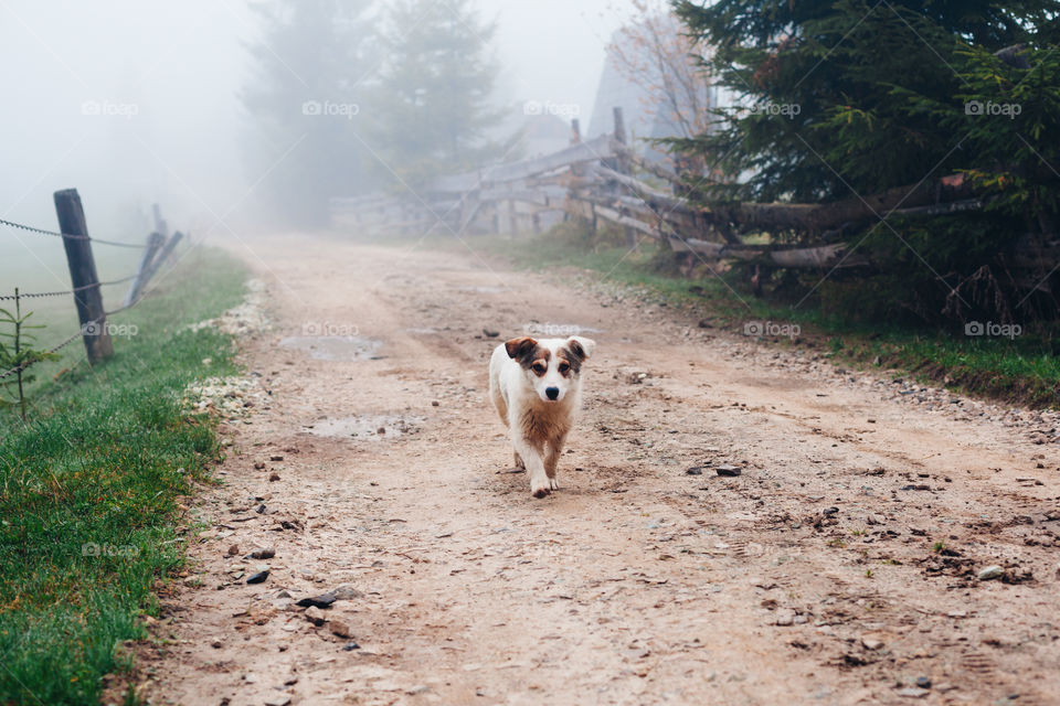 Puppy walking on dirty road