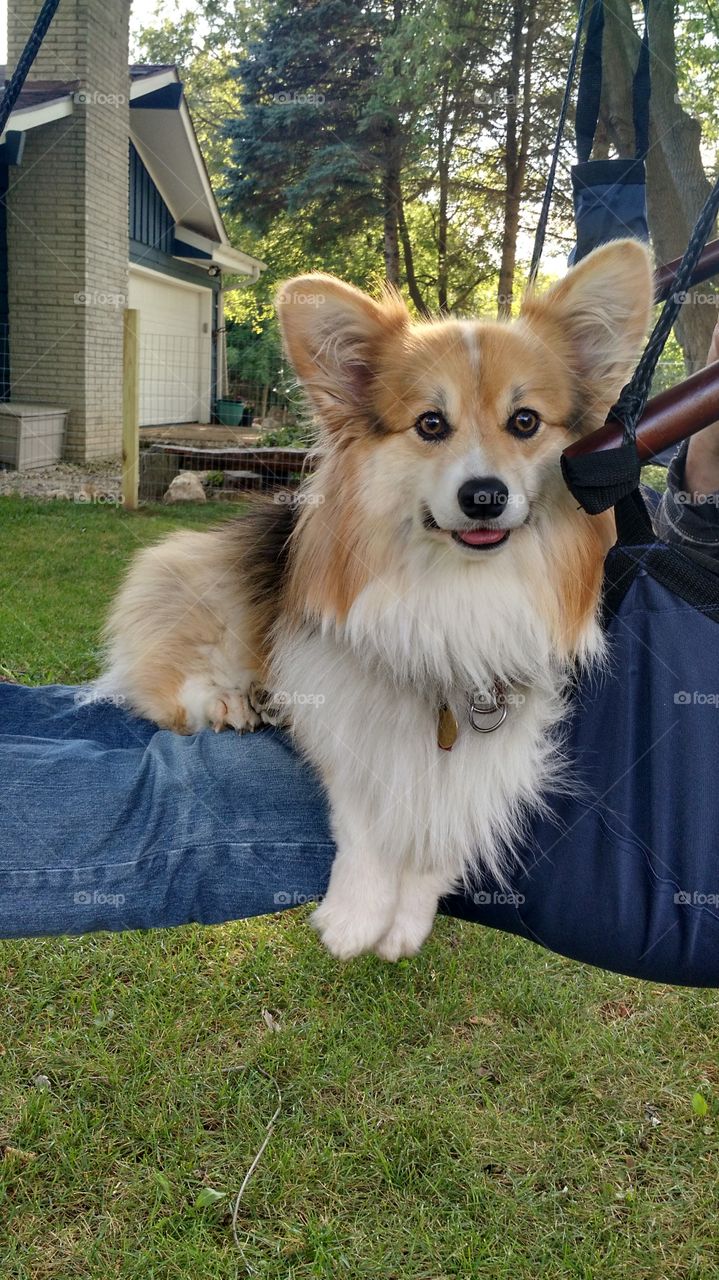 lap dawg. tree swing in our yard