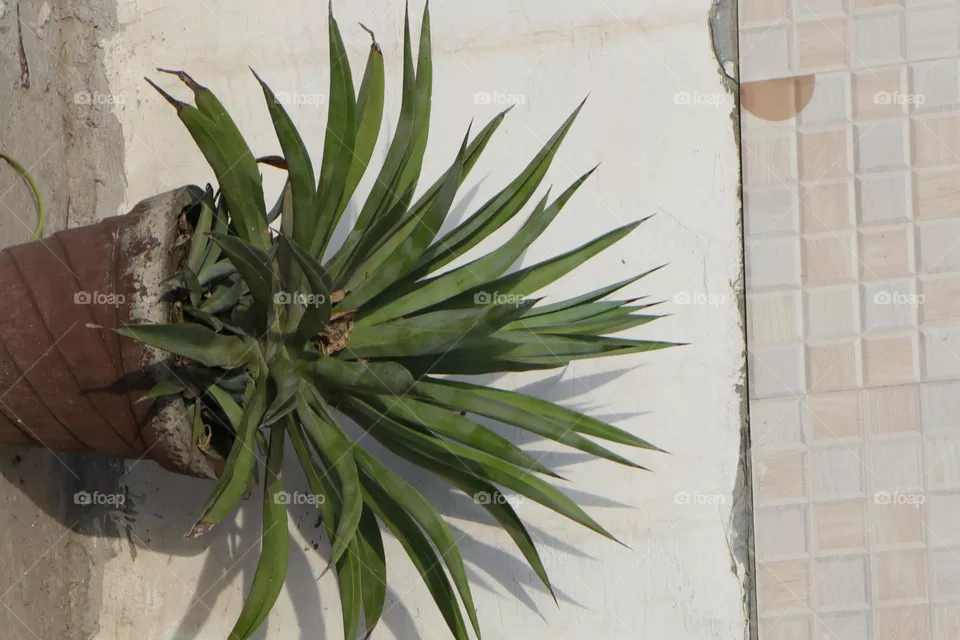 urban plant
