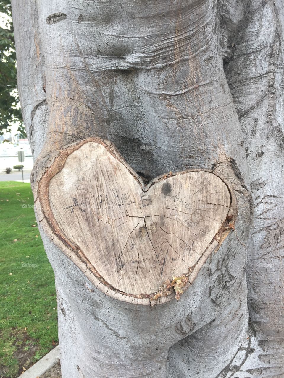 Heart-shaped cut branch