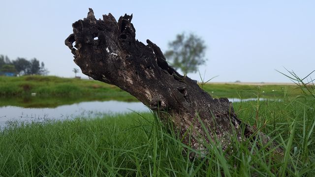 Wood