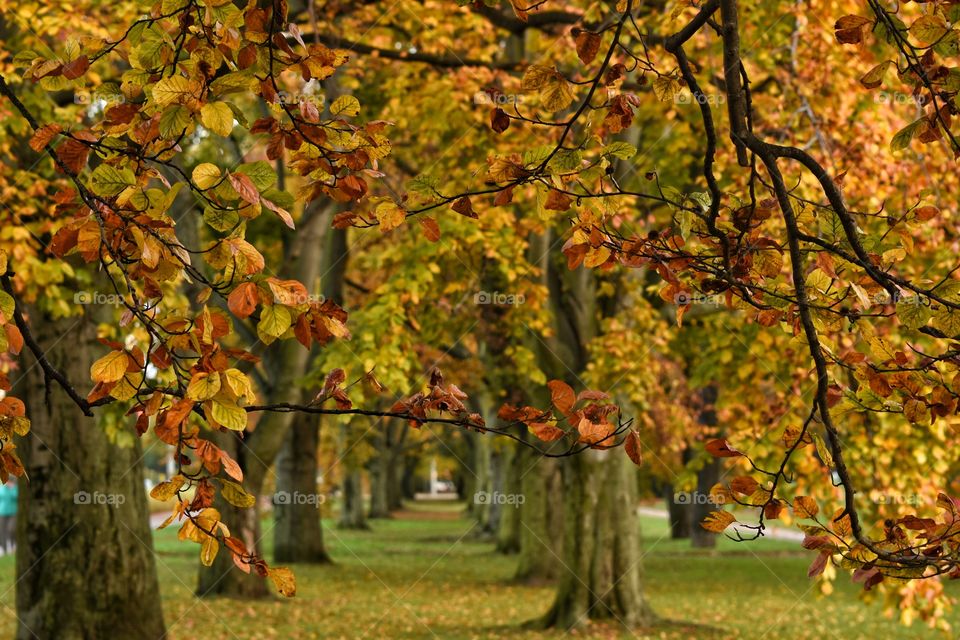 Fall, Leaf, Tree, Nature, Season