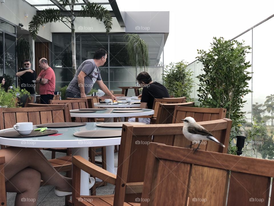 bird in hotel breakfast 