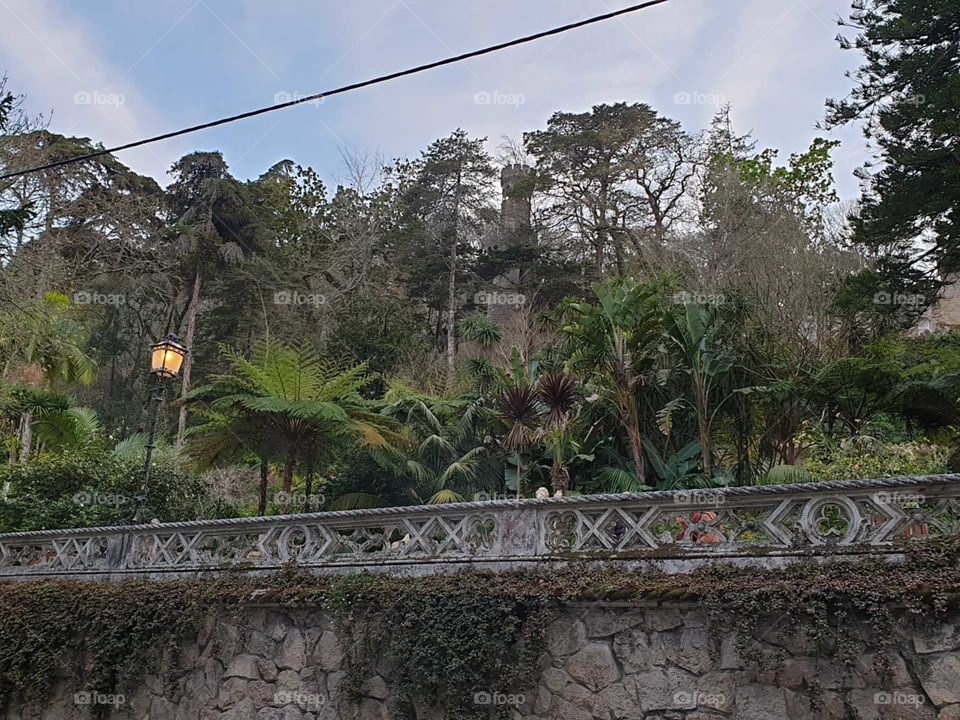 Garden#palms#nature#greengrass