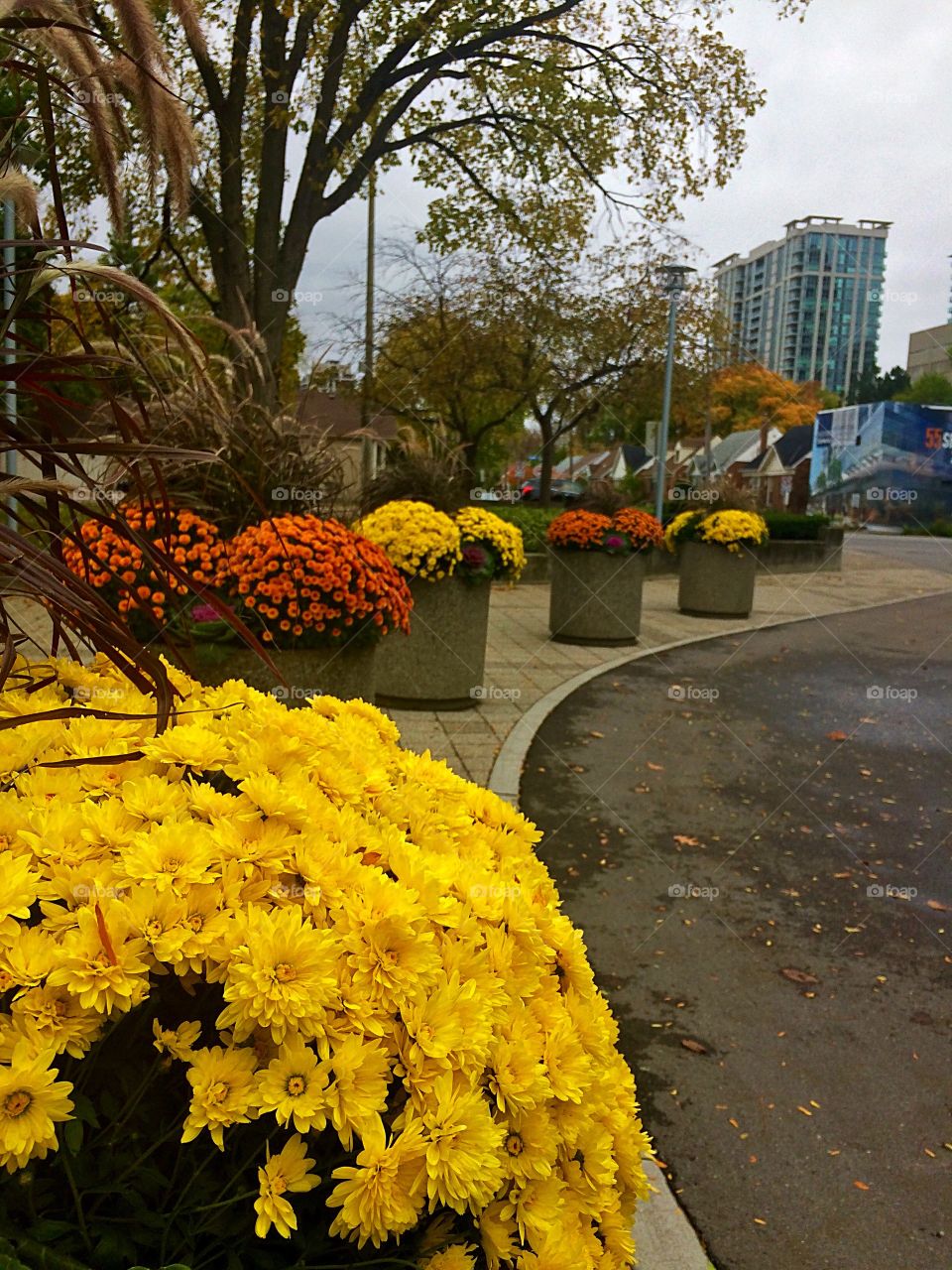 flowers in Toronto 
