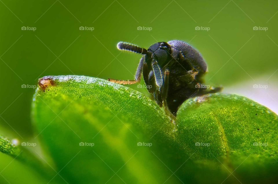insect peeking in behind a leaf