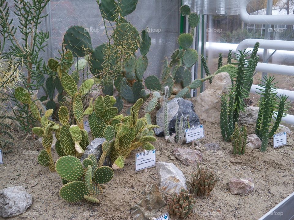 cactus