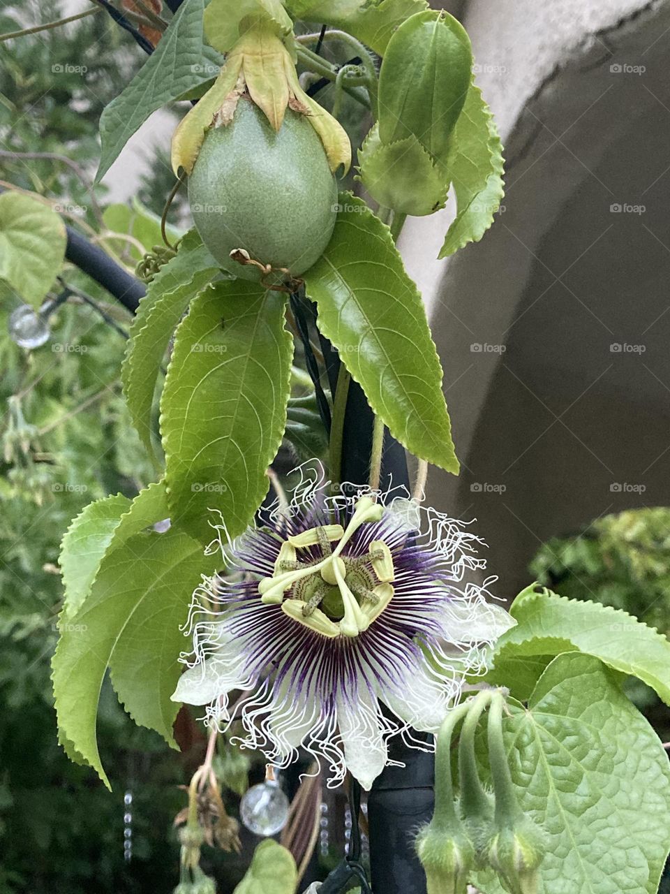Passion fruit and flower on garden trellis 