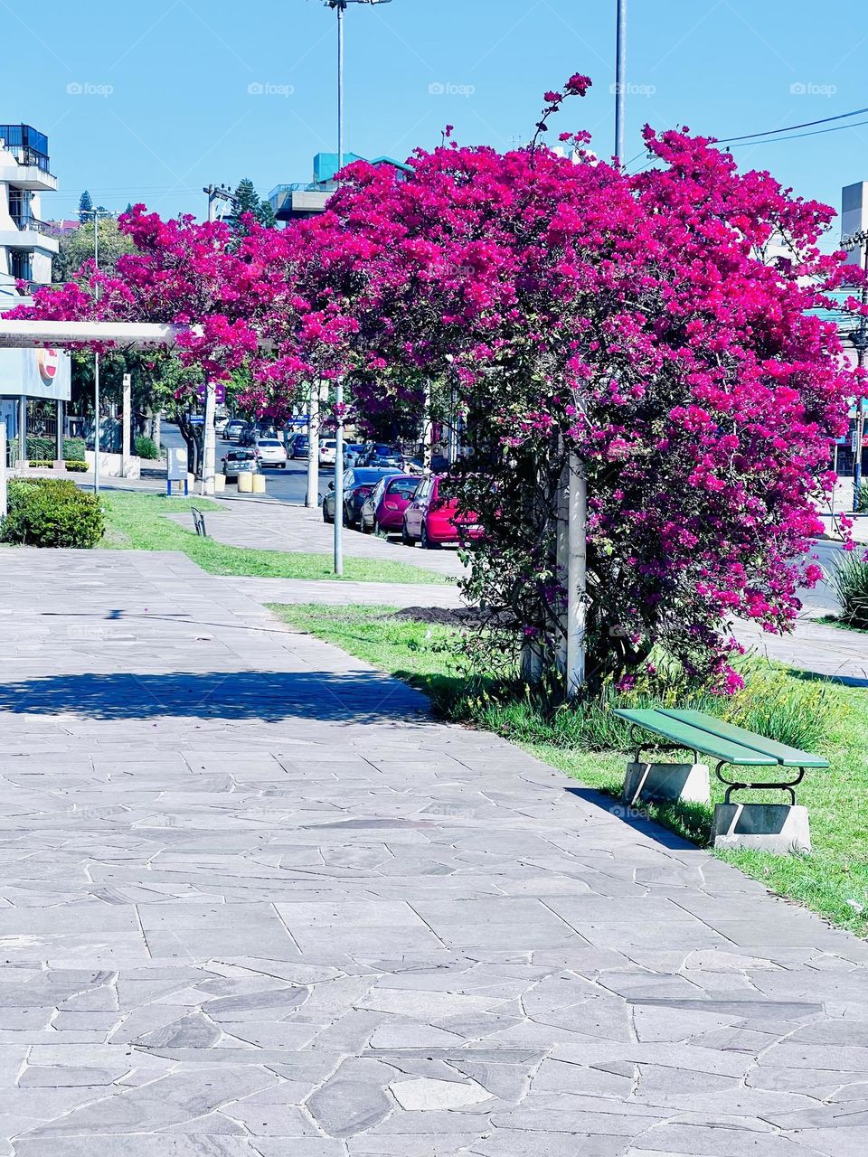 A vibrant backdrop of paved sidewalks surrounded by a lush pink bougainvillea tree, highlighting the beauty of nature on a sunny day.