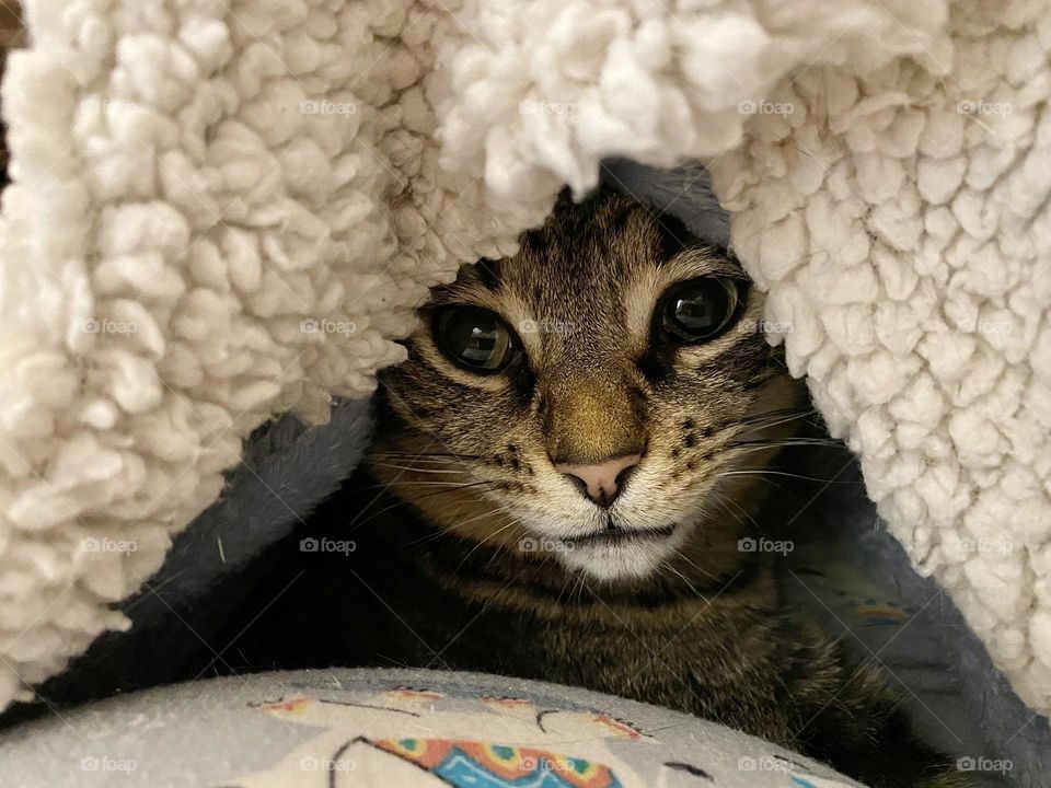 A brown tabby cat hiding under a blanket