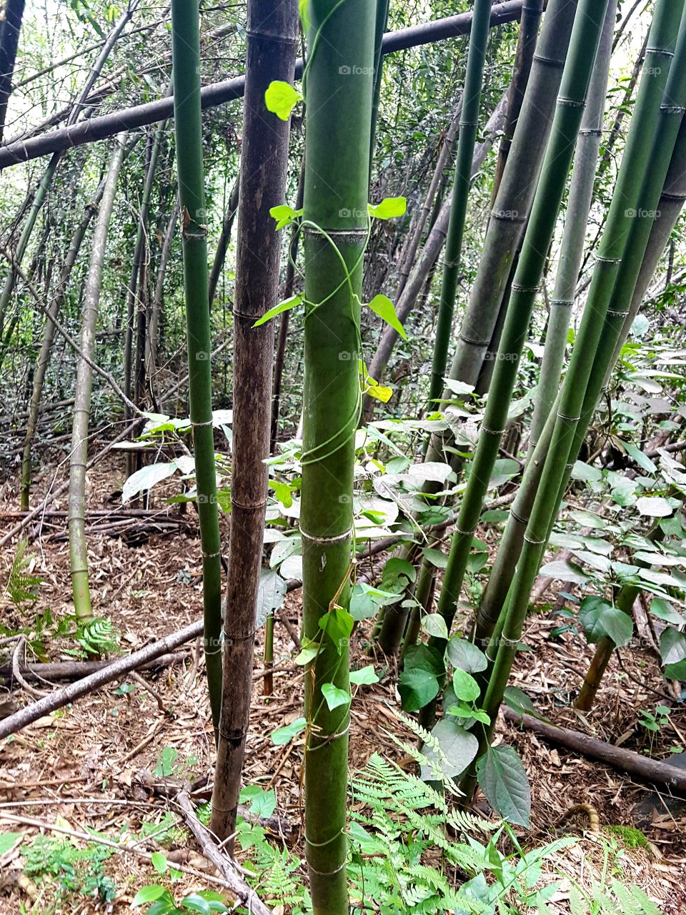 A vine grows up a bamboo tree.