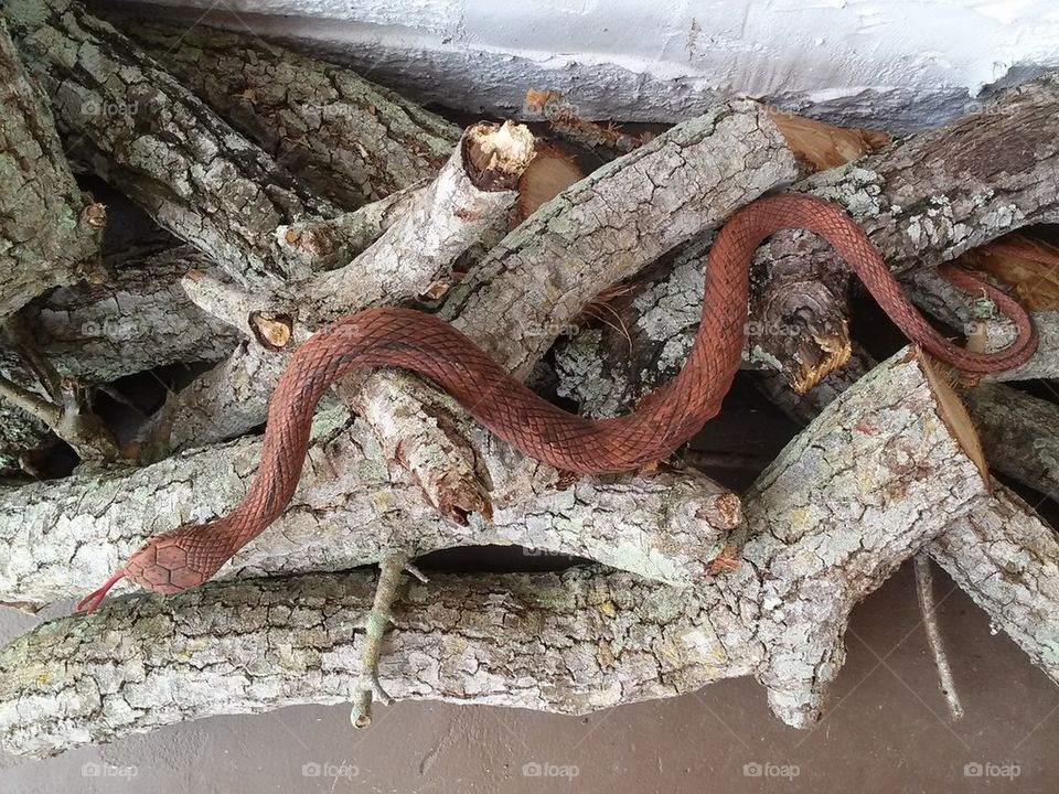 snake in wood