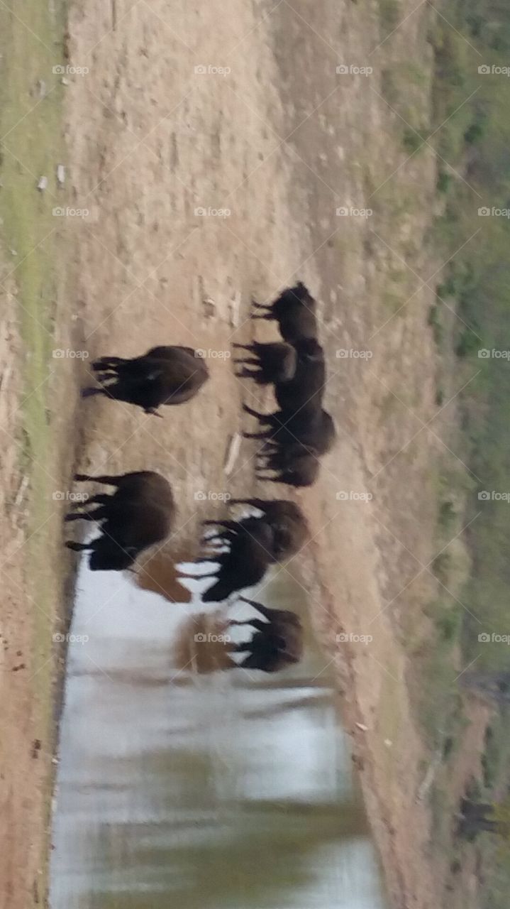 No Person, Water, Outdoors, Bird, People