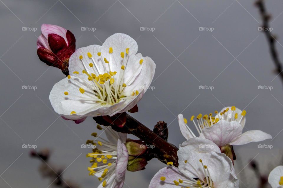 Branch of blossoming apricot.