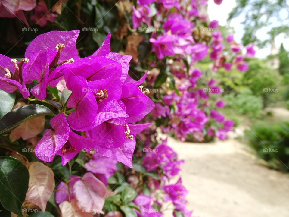 The beauty of flowers