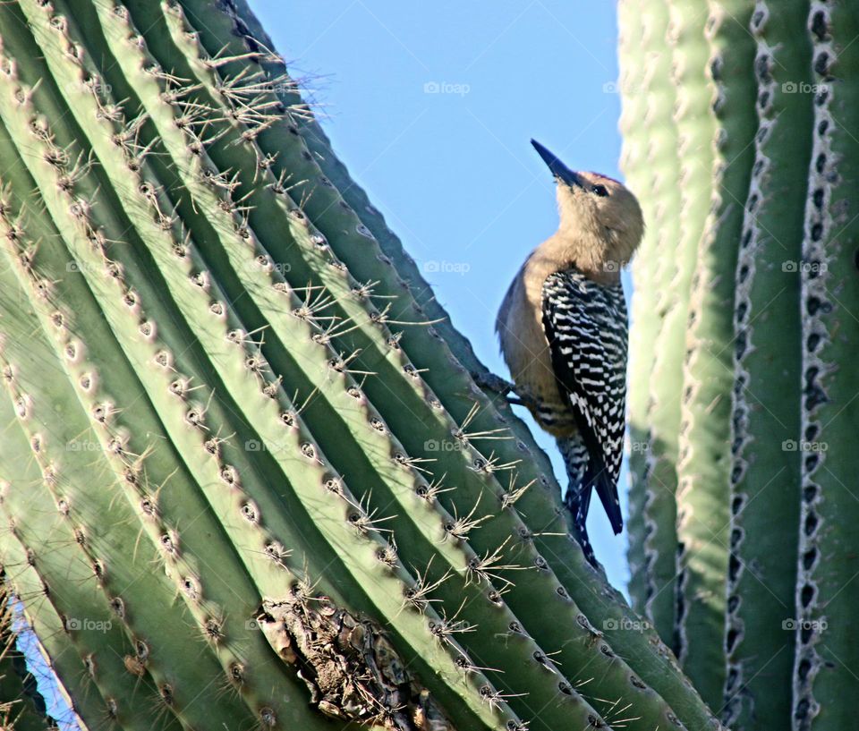 Woodpecker on Saguaro Cactus