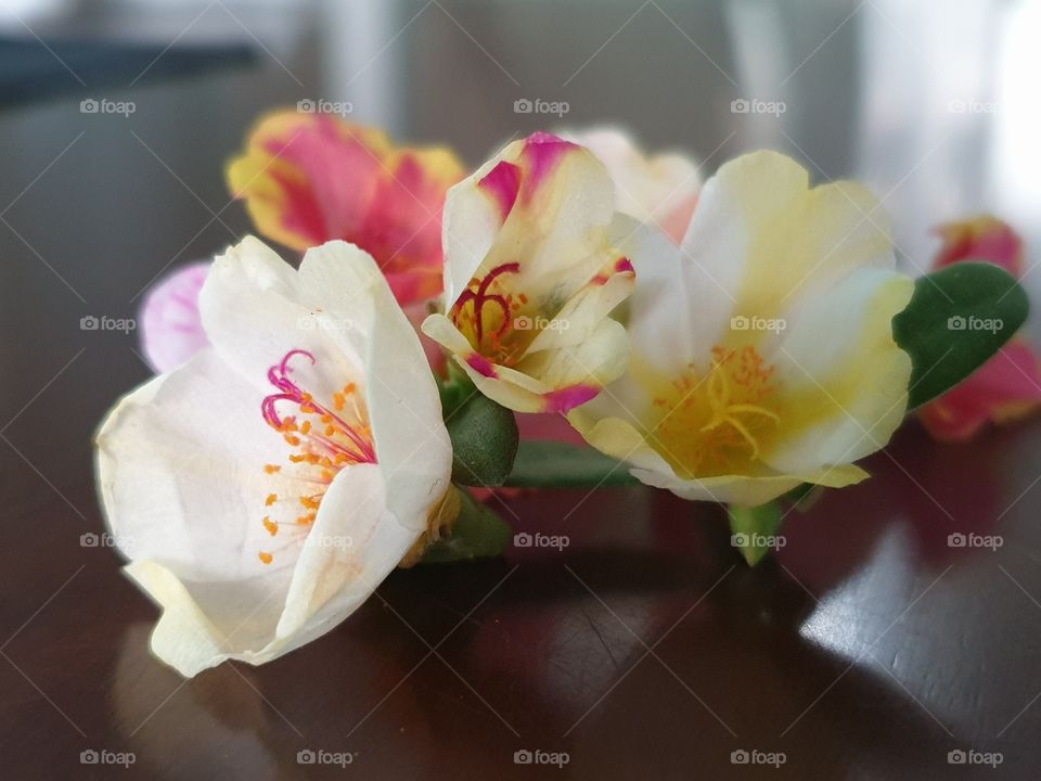 my beautiful Portulaca grandiflora