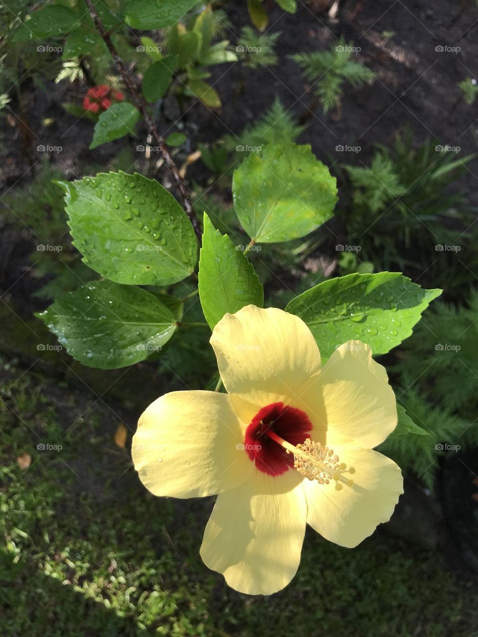 yellow flower with dew drops on green leaves