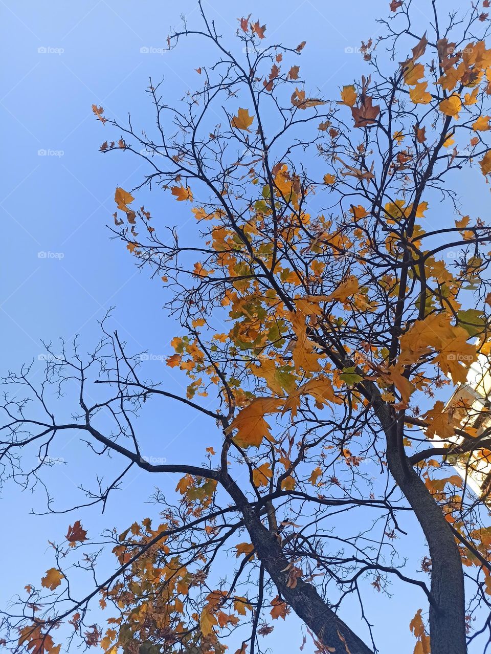 Fall Wins! (Bonus Exclusive Mission)