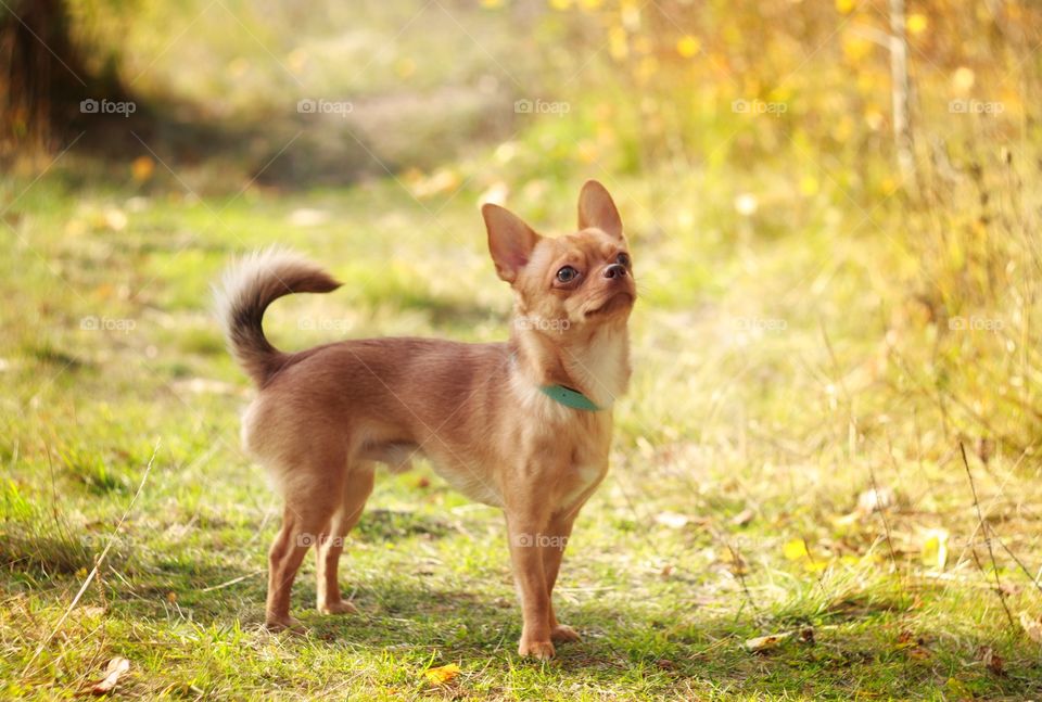 Little dog chihuahua in nature 