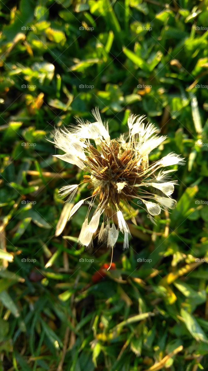 wet dewdrops of a dandelion