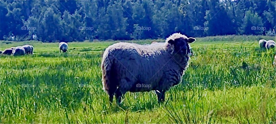 A big fluffy sheep covered in heavy wool stands on a meadow on the island “Hiddensee” in the “Baltic Sea” or “Ostsee” in “Western Pomerania”, Germany. Soon it will be sheared and be freed of that hot heavy coat. 2024. Hypnotic Productions
