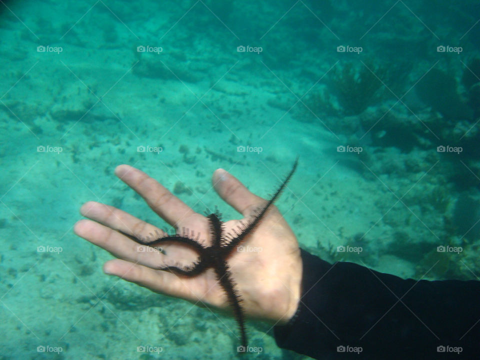 mexico barrier underwater starfish by jrdrmc
