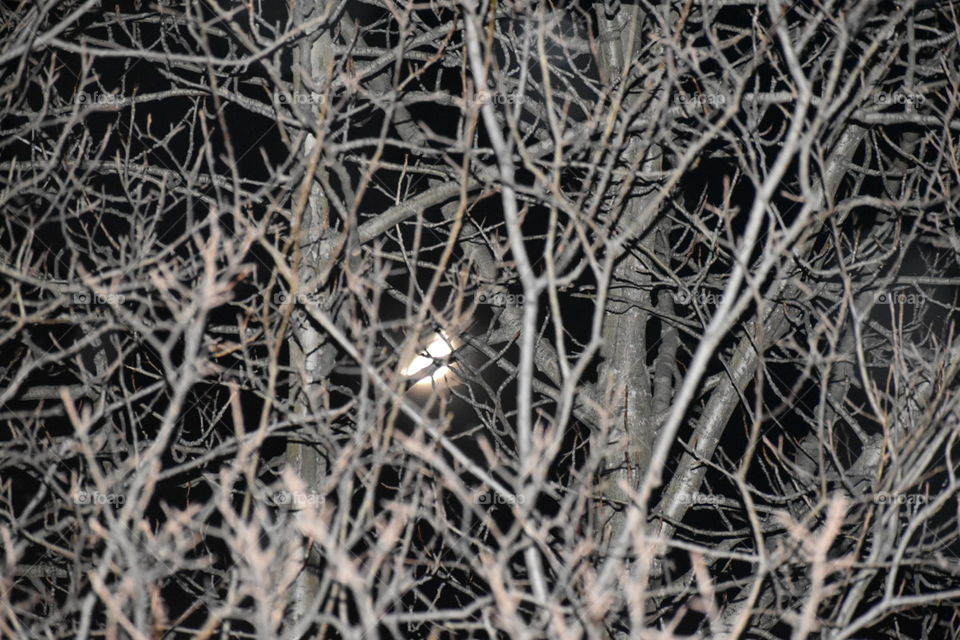 Moon through the trees 