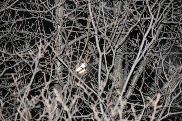 Moon through the trees 