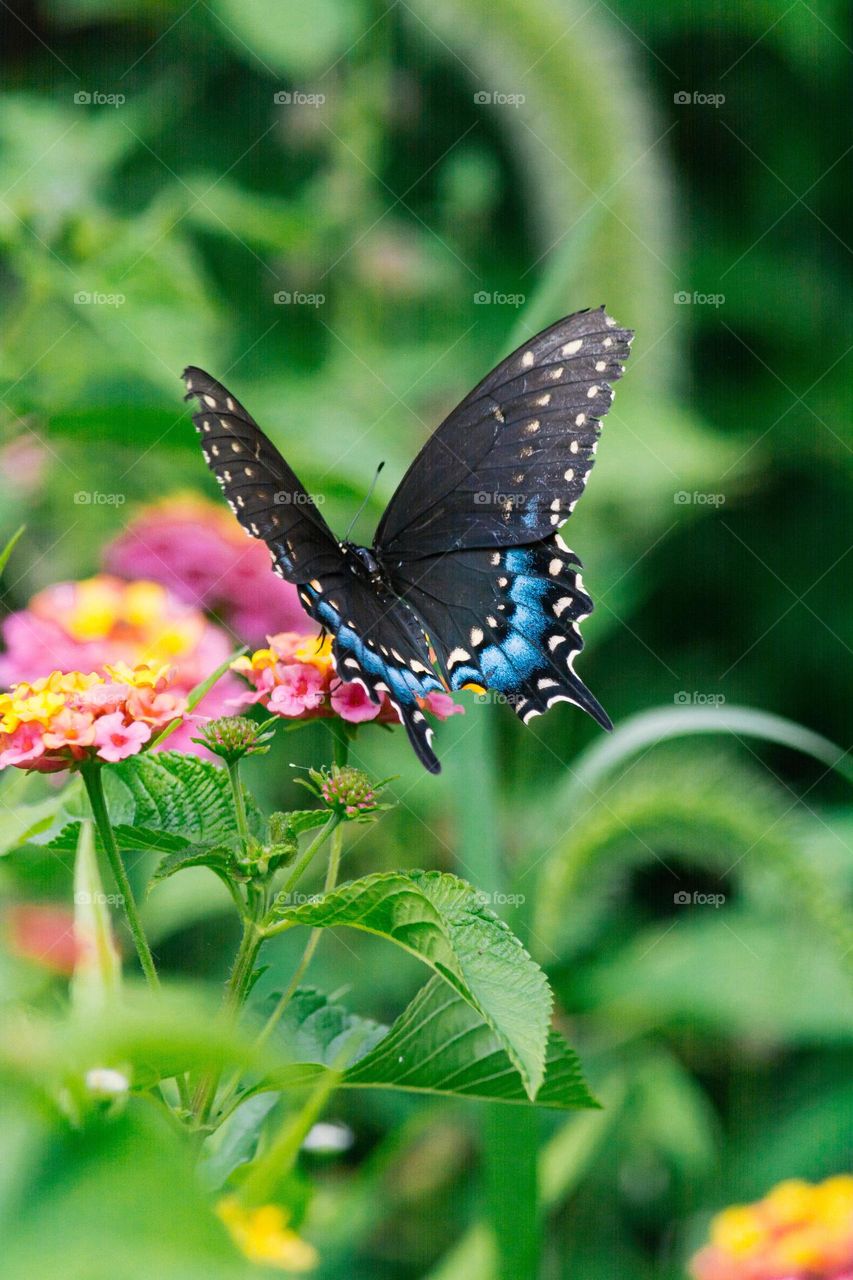 Beautiful and colourful butterfly