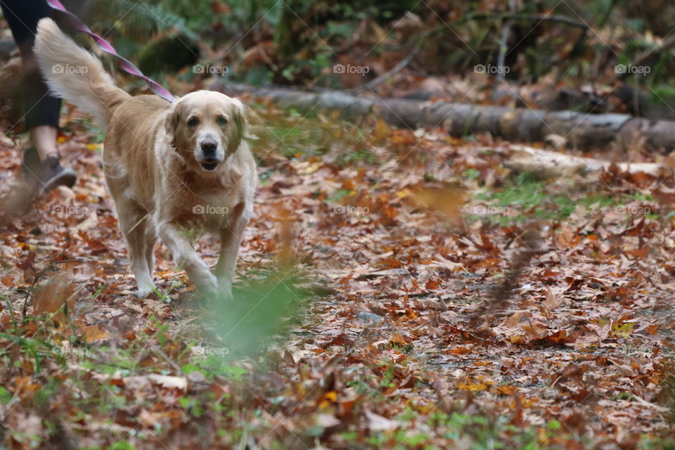 Dog walking on carpet of fallen leaves in autumn season