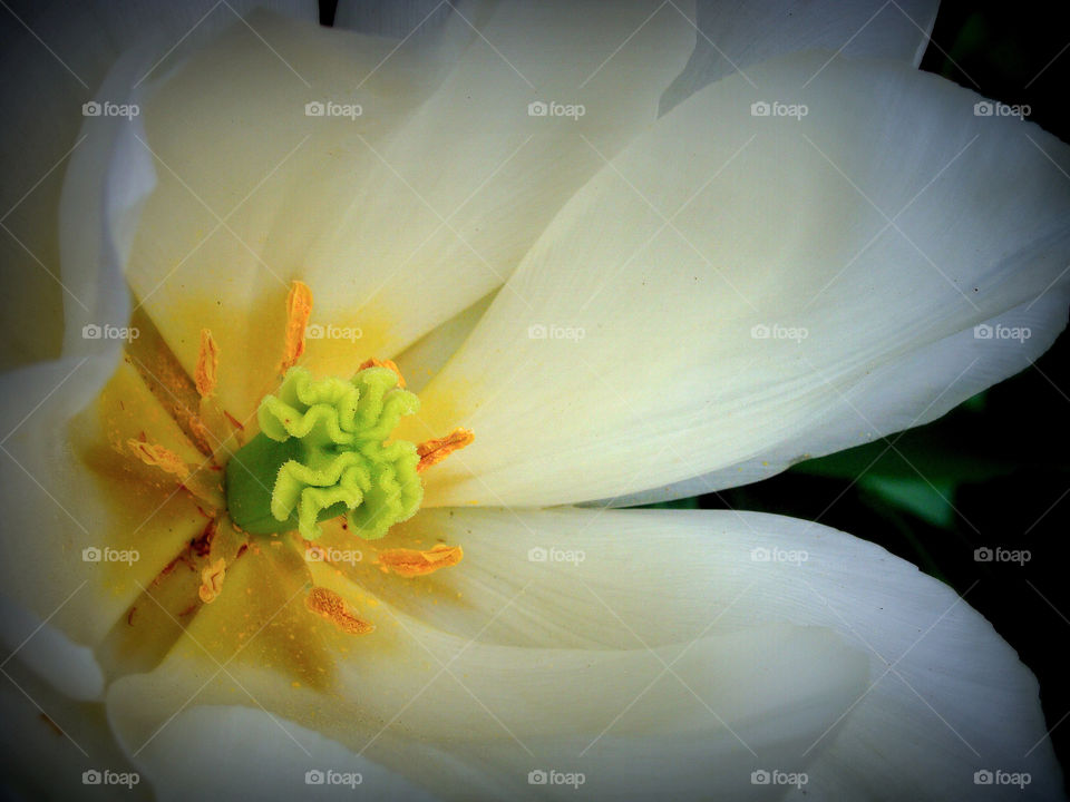 Close up of the inside of a beautiful blooming Southern magnolia flower.