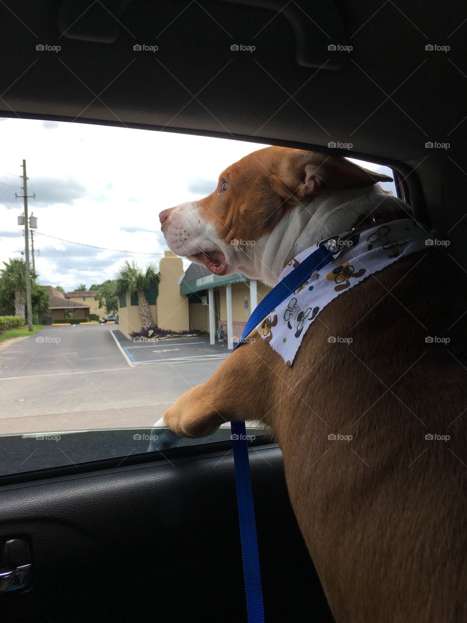 Handsome rescue pitbull enjoying an open window 