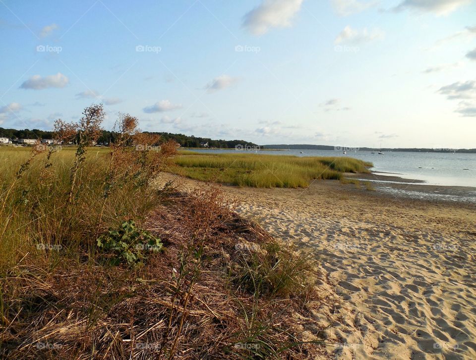 Path through marshland 