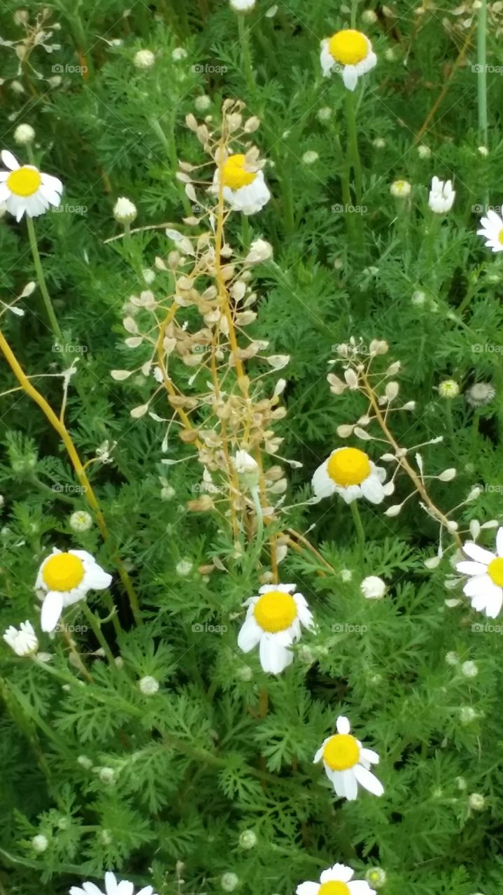 flower among weeds