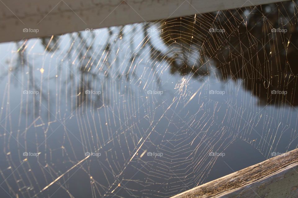 Spiderweb on a fence
