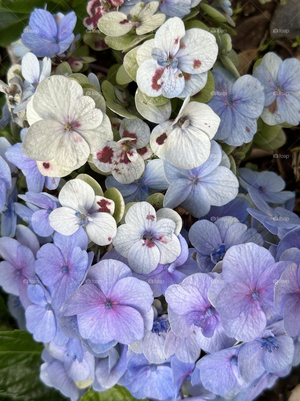 Looking down on a detailed view of light lavender and white Hydrangea petals in the garden.